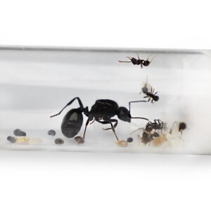 Messor Barbarus