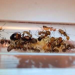 Camponotus Nicobarensis